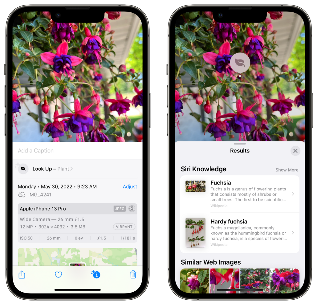 阳西苹果手机维修分享小技巧：使用 iPhone 相机识别花卉植物 